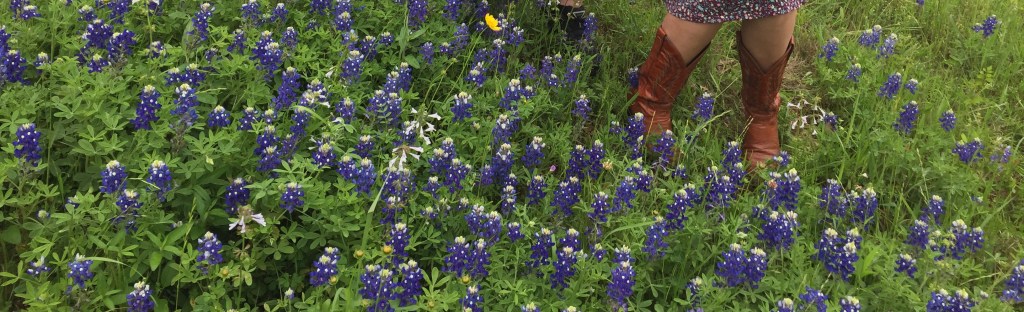 Bluebonnets